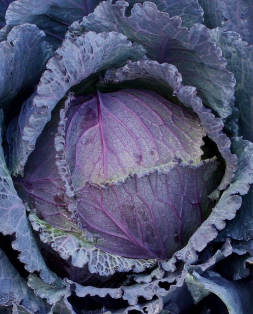 Cabbage — Deadon Organic