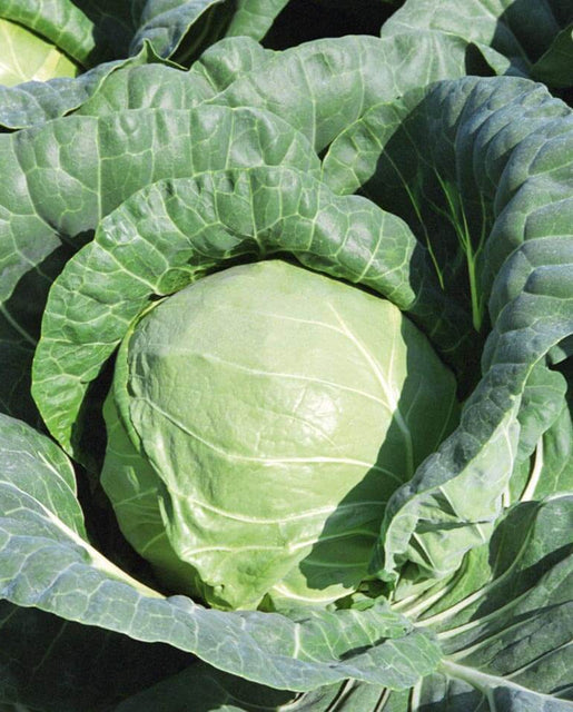 Cabbage — Tiara Coated Organic
