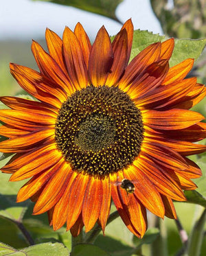 Sunflowers — Velvet Queen