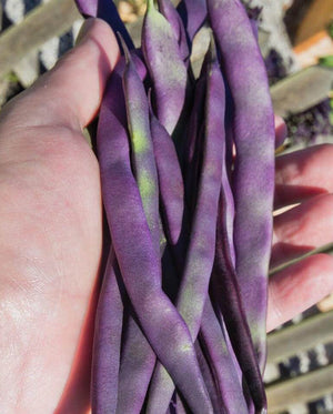 Beans (Pole Beans) — Purple Peacock