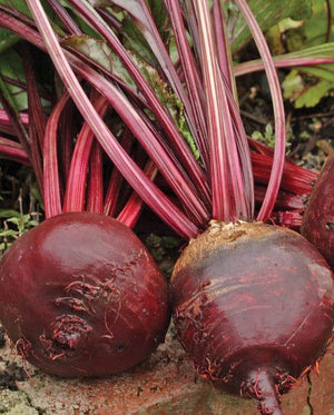 Beets — Red Ace F1