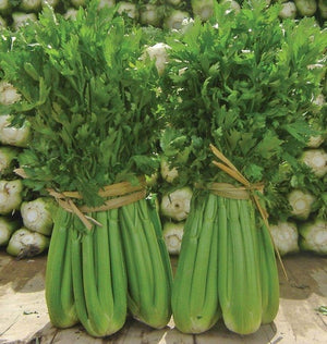 Celery — Tango Organic