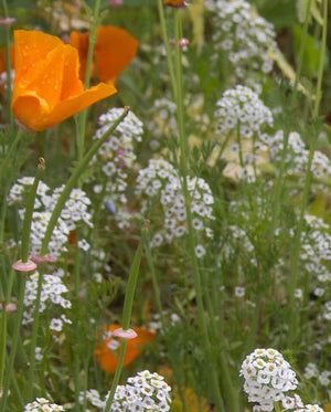 Wildflowers — Beneficial Insect Blend