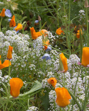 Wildflowers — Beneficial Insect Blend