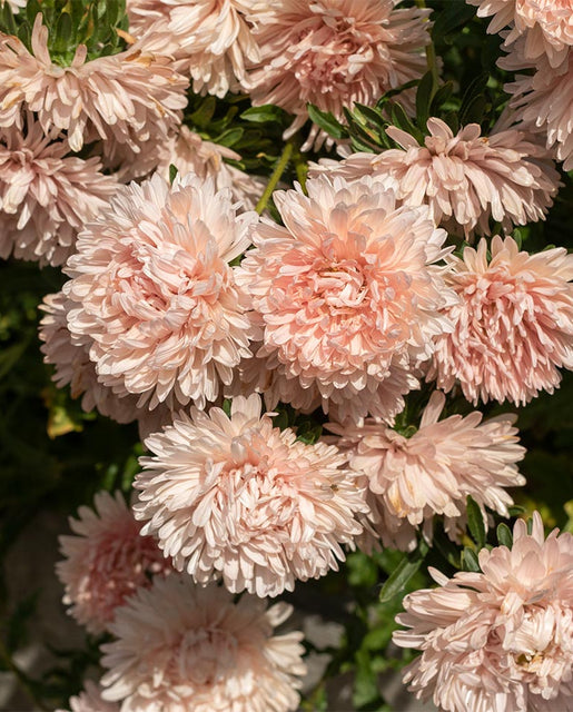 Aster — King Size Apricot - Sustain