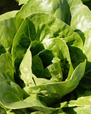 Lettuce — Romaine, Coastal Star (pelleted) Organic