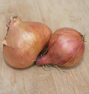 Onions — Shallots, Conservor F1 (coated) Organic