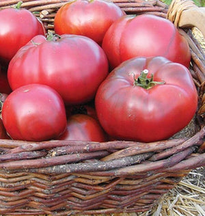 Tomatoes — Beefsteak, Black Krim HeirloomOrganic