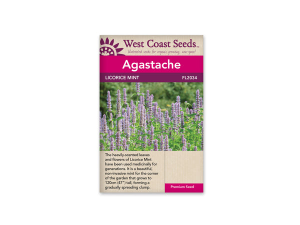Agastache — Licorice Mint