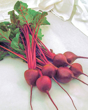 Beets — Early Wonder Tall Top