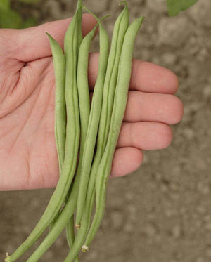 Beans (Bush Beans) — Maxibel Filet Organic