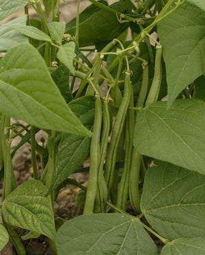 Beans (Bush Beans) — Maxibel Filet Organic
