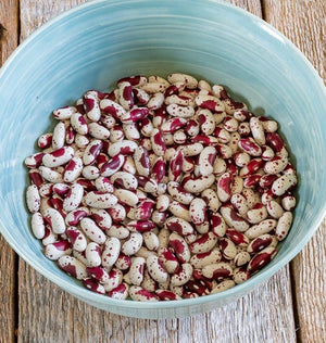 Beans — Jacob's Cattle Bean Heirloom Organic