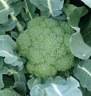 Broccoli — Green Magic