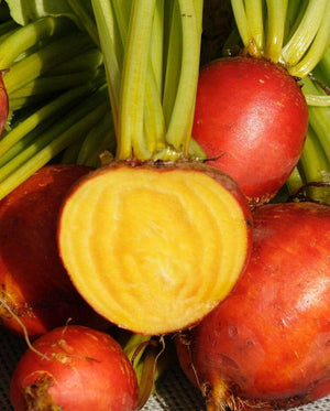 Beets — Touchstone Gold Heirloom
