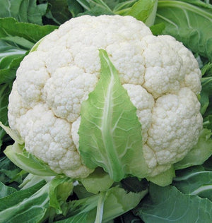 Cauliflower — Skywalker Organic