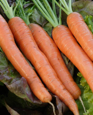 Carrots — Napoli Organic