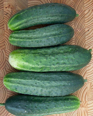 Cucumbers (pickling) — Excelsior Organic