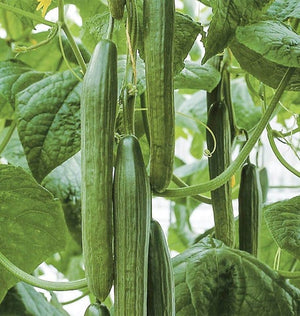 Cucumbers — Tyria Organic