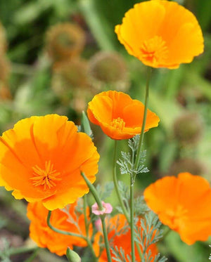 Poppies — California Orange
