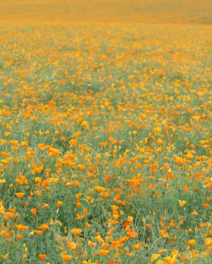 Poppies — California Orange