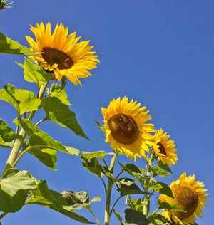 Sunflowers — Peredovik Heirloom Organic
