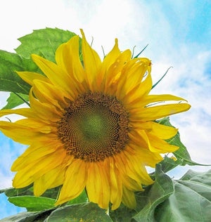Sunflowers — Mongolian Giant Organic