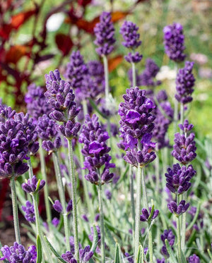 Lavender — Lavance Deep Purple