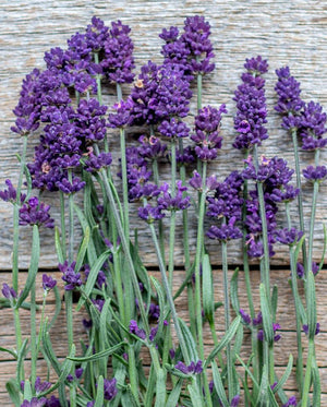 Lavender — Lavance Deep Purple