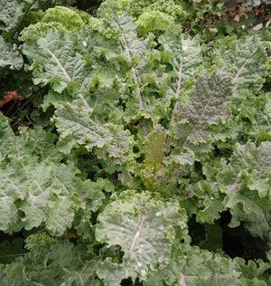 Kale — Rainbow Lacinato Organic