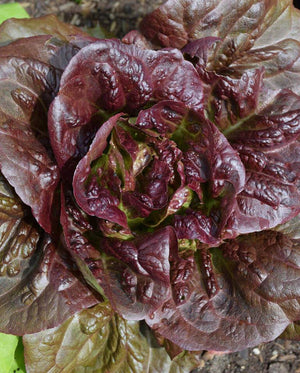 Lettuce — Romaine/Butterhead, Pomegranate Crunch (pelleted) Organic
