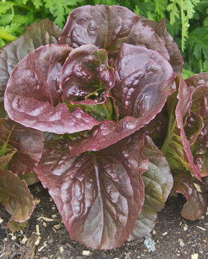 Lettuce — Romaine/Butterhead, Pomegranate Crunch (pelleted) Organic