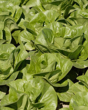 Lettuce — Romaine, Coastal Star (pelleted) Organic