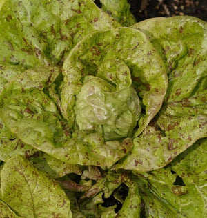 Lettuce — Butterhead, Speckled Organic
