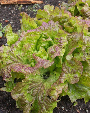 Lettuce — Looseleaf, Drunken Woman Organic