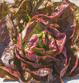 Lettuce — Butterhead, Alkindus Organic