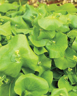 Wild Lettuce — Miner's Lettuce Heirloom