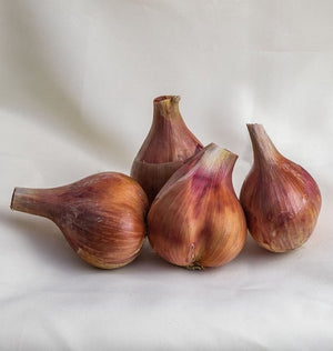 Onions — Shallots, Conservor F1 (coated) Organic