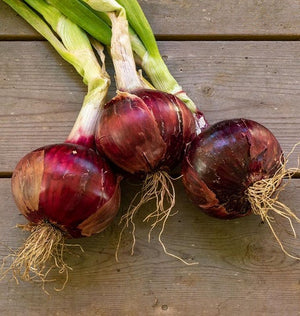 Onions — Storage, Cabernet F1 Organic