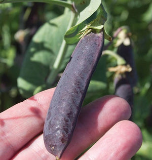 Peas — Purple Mist Organic