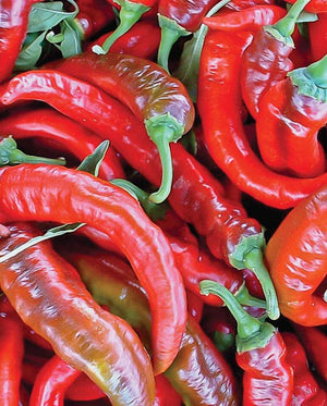 Peppers — Matan Heirloom Organic
