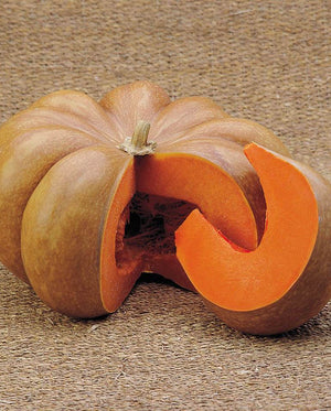 Pumpkin — Musquee d'Hiver Heirloom