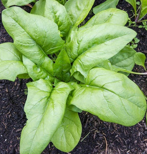 Spinach — Monstrueux de Viroflay Heirloom Organic