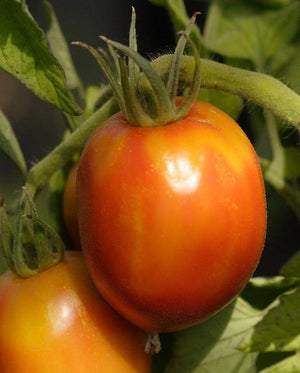 Tomatoes — Roma, Amish Paste Heirloom