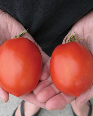 Tomatoes — Roma, Amish Paste Heirloom