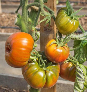 Tomatoes — Beefsteak, Black Krim HeirloomOrganic