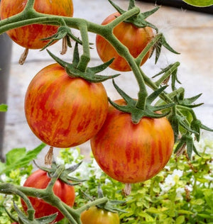 Tomatoes — Cherry, Pink Bumble Bee Organic