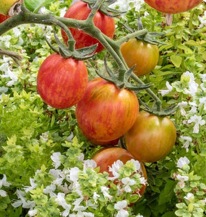 Tomatoes — Cherry, Pink Bumble Bee Organic