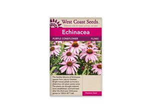 Echinacea — Coneflowers Purple