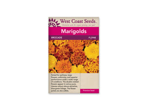 Marigolds — Brocade